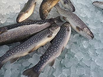 Amazon.co.jp: 岩魚（イワナ）冷凍 新潟魚沼産 (8尾入りｻｲｽﾞ（約